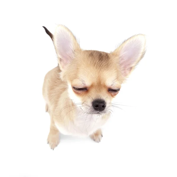 Cute chihuahua puppy with closed eyes — Stock Photo, Image