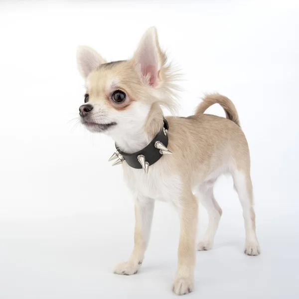Chihuahua cachorro com colar de couro preto — Fotografia de Stock