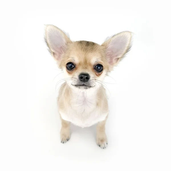淡いベージュ チワワ子犬 — ストック写真