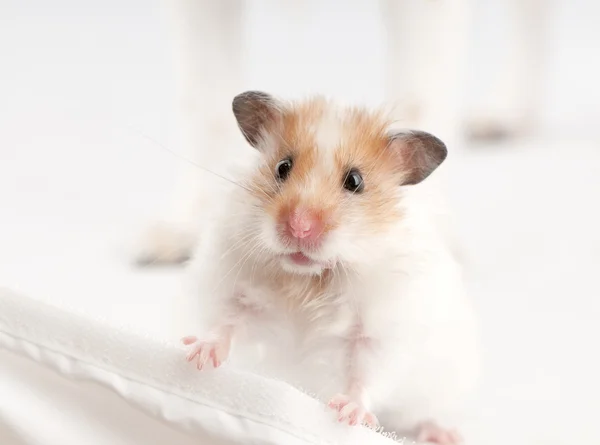 Syrian hamster standing above white — Stock Photo, Image