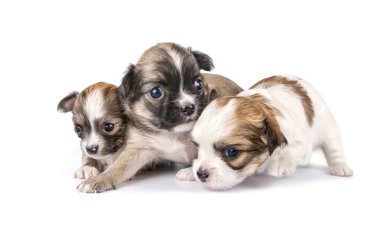 küçücük üç chihuahua yavrusu