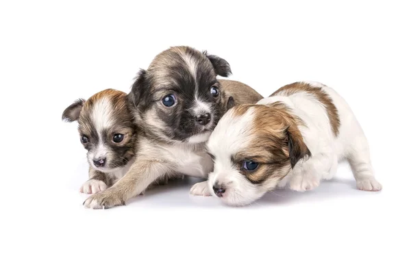 小さな 3 つのチワワ子犬 — ストック写真