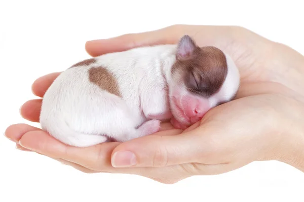 Mãos de mulher com pequeno cachorro chihuahua recém-nascido close-up — Fotografia de Stock