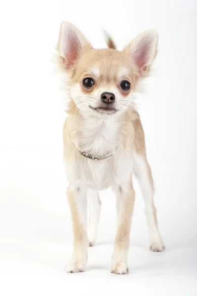 Ung chihuahua hunden med silver krage — Stockfoto