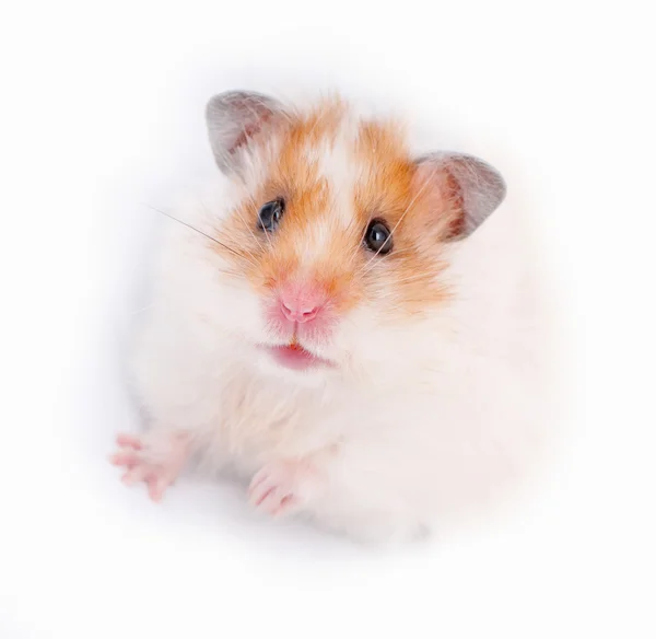 Cute syrian hamster close-up — Stock Photo, Image