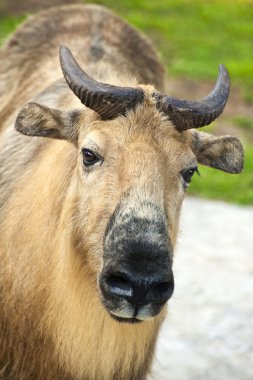 Sichuan takin yakın çekim