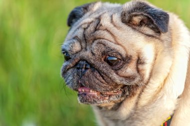 eski pug köpek portre yakın çekim