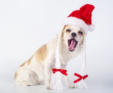 vidám chihuahua kutya, santa claus kalap viselése