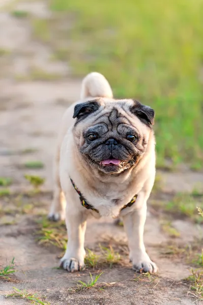 Oude pug hond voor een wandeling — Stockfoto