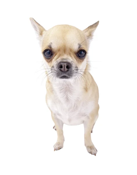 Fawn med vitt bröst chihuahua hund isolerade — Stockfoto