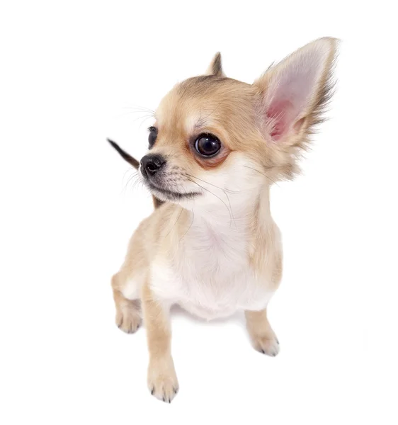 Lindo chihuahua cachorro buscando y escuchando a usted —  Fotos de Stock