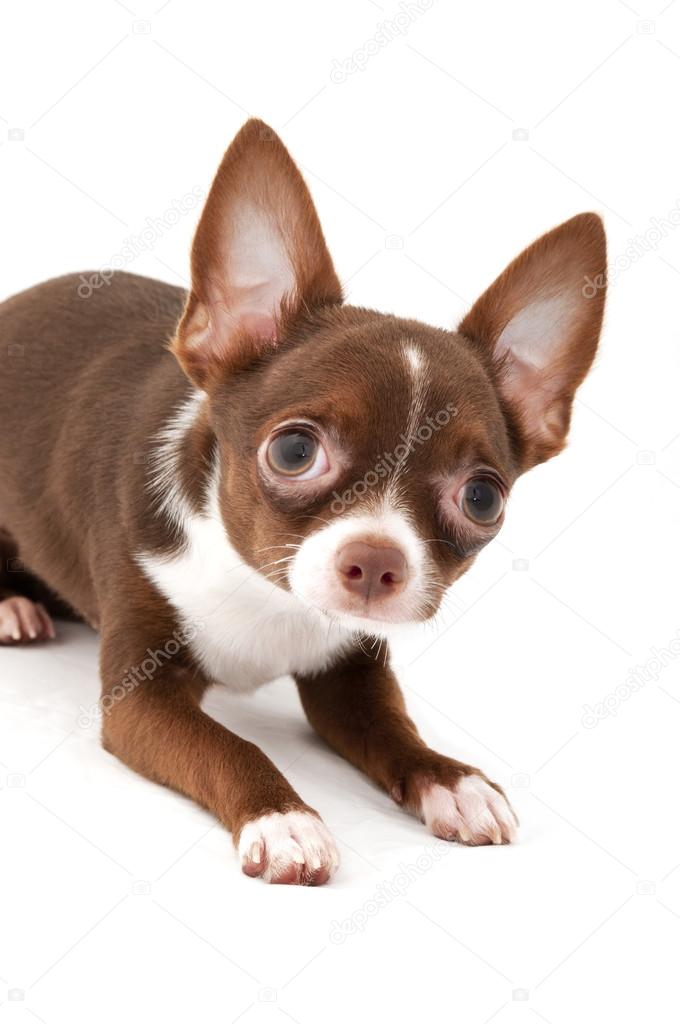 Playful chocolate brown with white Chihuahua dog