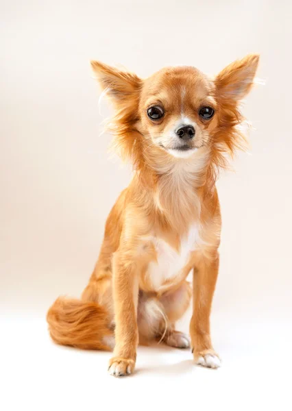 Underhållande chihuahua hund — Stockfoto