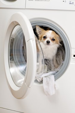 çamaşır makinesi ve chihuahua köpek