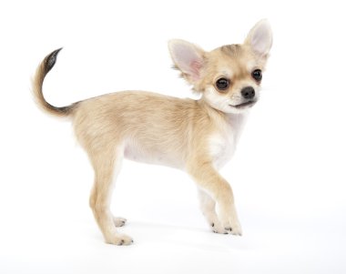 güzel chihuahua yavrusu ile yükseltilmiş pençe