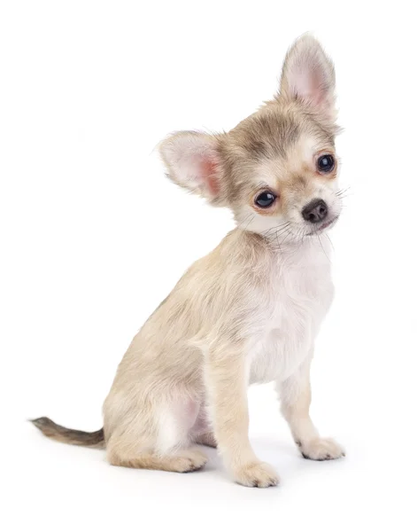 Cãozinho chihuahua pequeno bonito isolado em branco — Fotografia de Stock