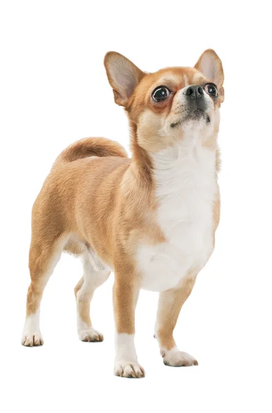 Red with white chihuahua dog, Champion of Breed — Stock Photo, Image