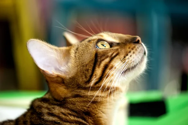 Röd tabby katt i profil närbild — Stockfoto