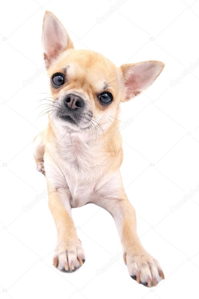 liggande doggy liggande doggy