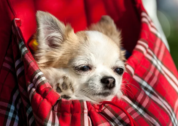 Sweet chihuahua dog inside red checkered bag — Stock Photo, Image