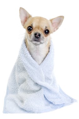 Mavi havlu ile şirin chihuahua köpek