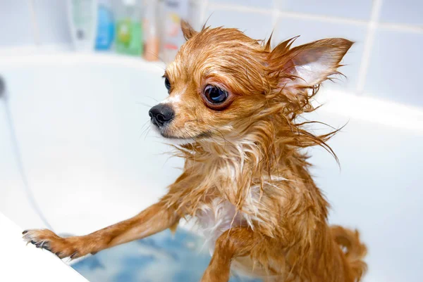 Смішний мокрий собака чихуахуа — стокове фото