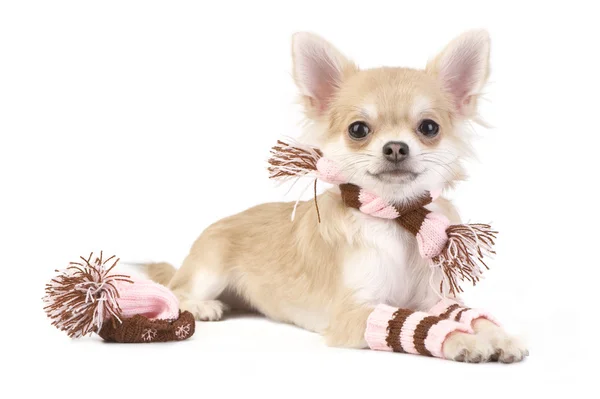 Nice chihuahua puppy with knitted set isolated — Stock Photo, Image