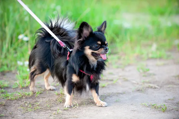 Cão Chihuahua tricolor de cabelos compridos — Fotografia de Stock