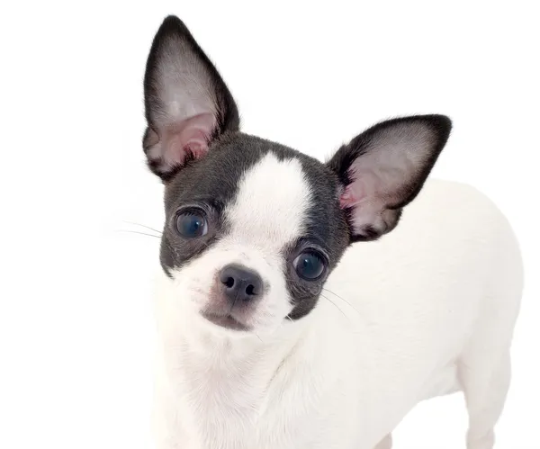 Bianco con cane chihuahua nero — Foto Stock