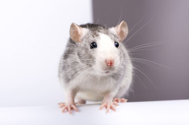 Dekoratif gümüş sıçan