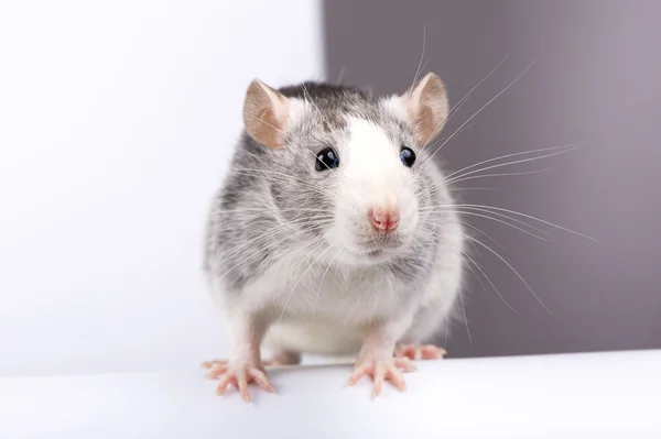Ozdobny srebro szczur — Zdjęcie stockowe