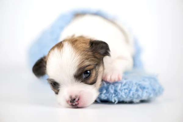 Chihuahua cachorro en zapatilla azul de cerca —  Fotos de Stock