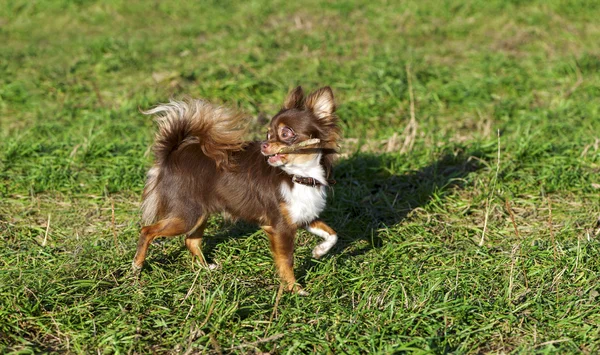Chihuahua di cioccolato luminoso che gioca con bastone — Foto Stock