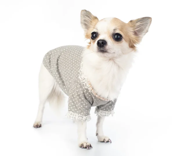 Grazioso chihuahua con abito alla moda, perla rosa e manicure — Foto Stock