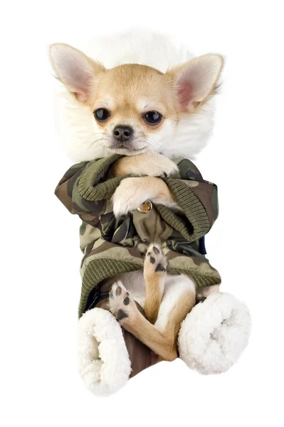 Grappig chihuahua pup gekleed in kaki jumpsuit geïsoleerd — Stockfoto