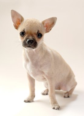 nazik açık kahverengi chihuahua yavrusu