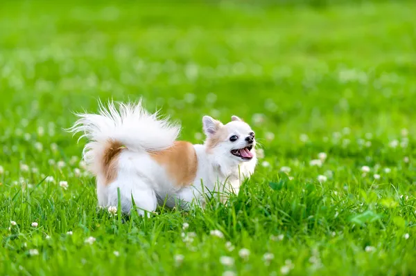 Pies chihuahua wesoły na łące — Zdjęcie stockowe