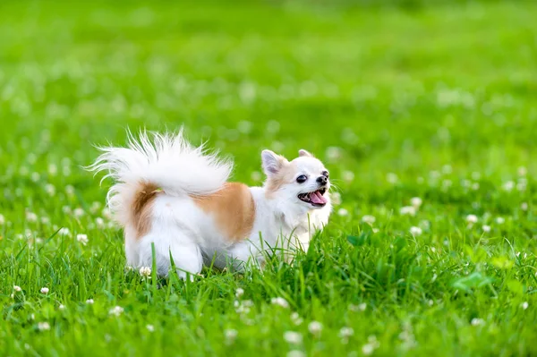 Cão chihuahua alegre no prado — Fotografia de Stock