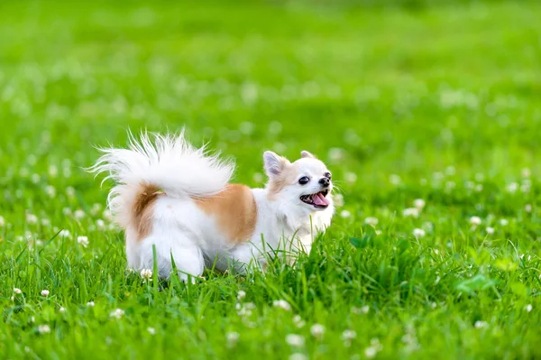 Glada chihuahua hunden på äng Stockbild