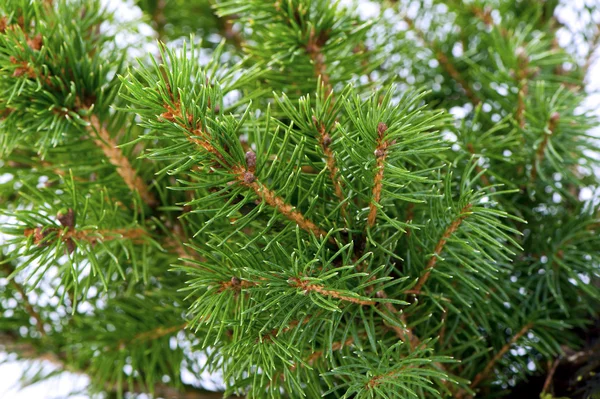 Branches of fir tree close-up — Stock Photo, Image