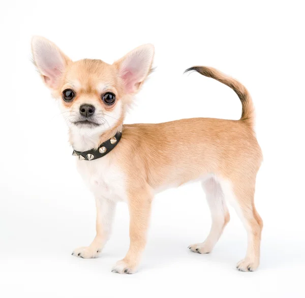 Adorable cachorro Chihuahua con cuello tachonado de cuero negro — Foto de Stock