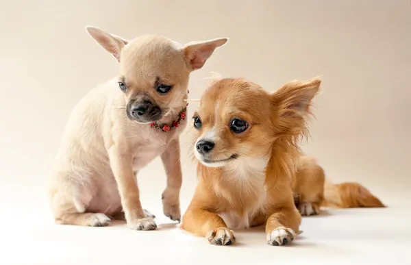 Due dolci cuccioli di chihuahua — Foto Stock