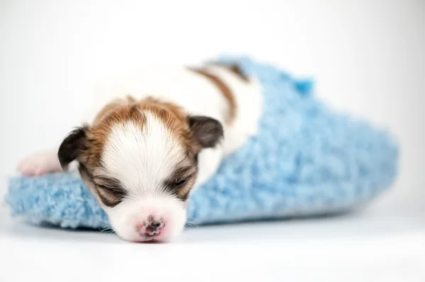 Mały chihuahua dziecko śpi w makro niebieski pantofel — Zdjęcie stockowe