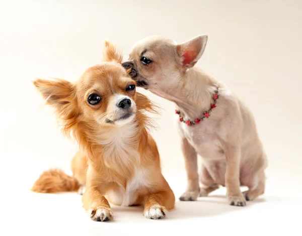 チワワの子犬にキスのカップル — ストック写真