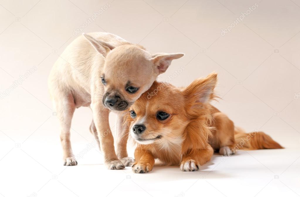 Adorable chihuahua puppies cuddling each other