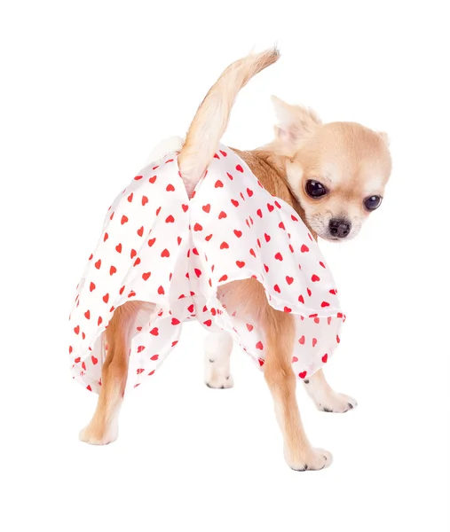 Carino chihuahua cucciolo con divertente mutandine isolato — Foto Stock