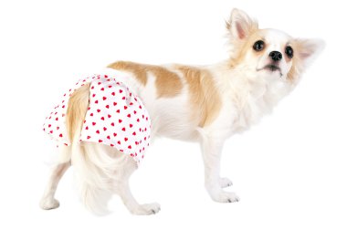 utangaç güzel chihuahua köpek beyaz ipek külot izole kırmızı kalpler ile giyinmiş.
