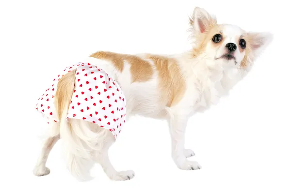 Tímido perro bastante chihuahua vestido con bragas de seda blanca con corazones rojos aislados —  Fotos de Stock