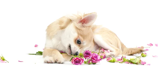 Sweet chihuahua puppy admiring pink roses — Stock Photo, Image