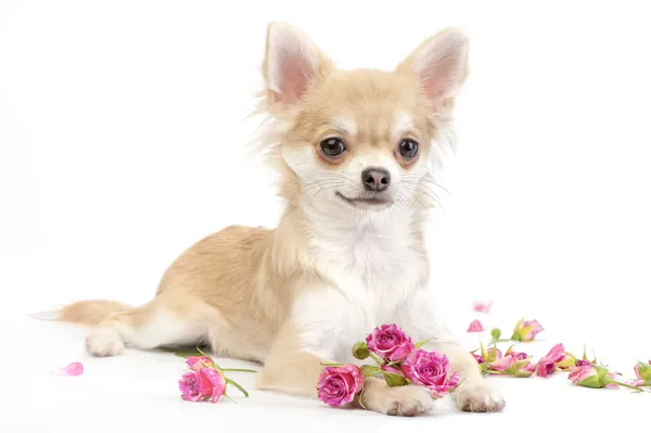 Lindo perro chihuahua con flores de rosas —  Fotos de Stock